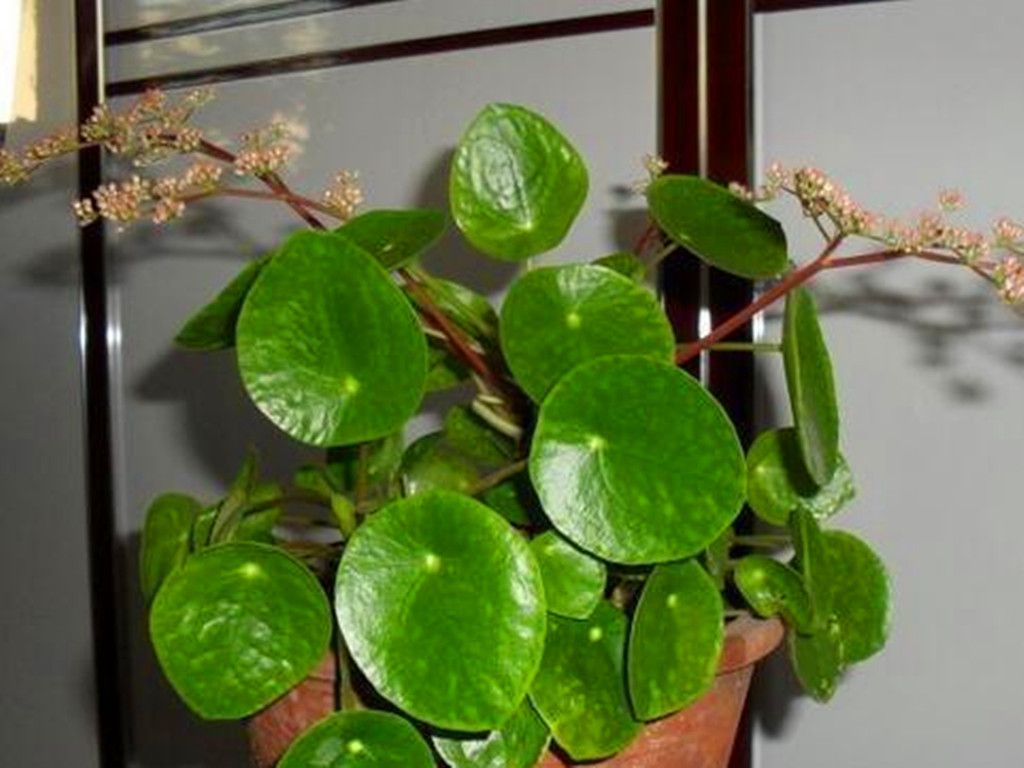 三种最好养的绿植,盆栽观赏草有哪些