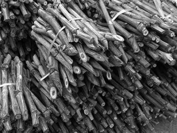 葡萄扦插育苗的方法,葡萄扦插育苗技术视频