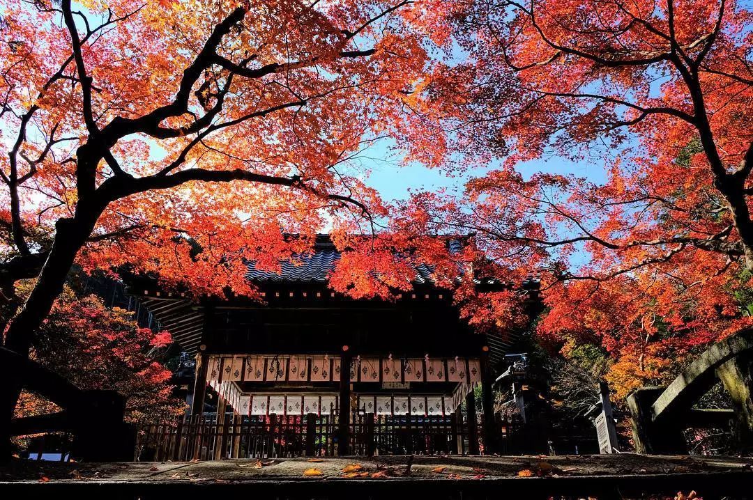 停车坐爱枫林晚，感受火红的秋