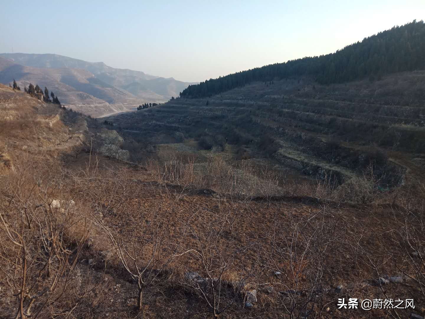 贵州农村山坡种植致富项目,丘陵地区农村创业致富的好项目