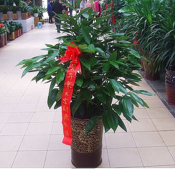 新家种什么盆栽净化空气,家里卧室适合养的盆栽