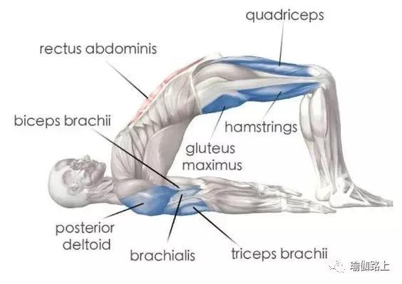 鐟滀冀妗ュ紡鍚庡集,鐟滀冀浣撳紡妗ュ紡鍚庡集