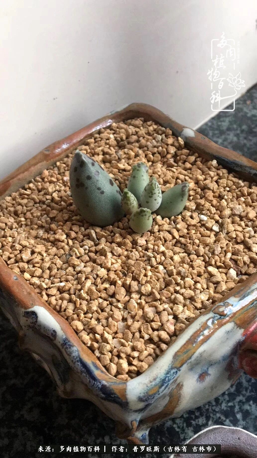 日日勤服侍，日日勤拂拭！服侍花儿，就是拂拭心灵