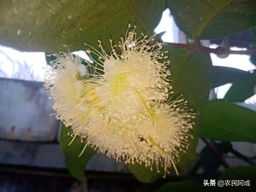 莲雾果套袋过后如何管理,莲雾果多大才疏果