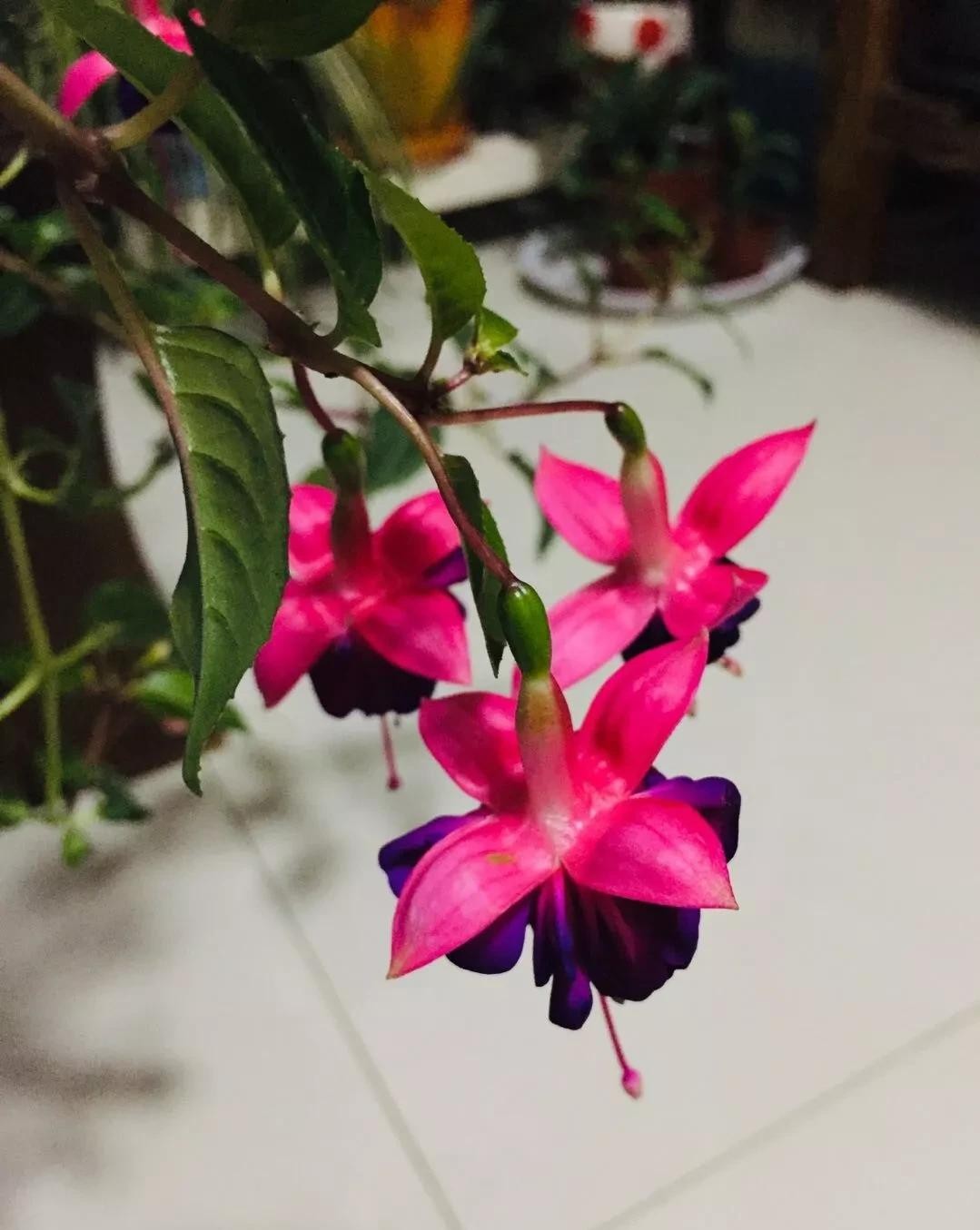 没有阳台也可以种花,没有院子没有阳台适合种什么花