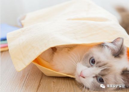 猫咪洗澡后精神萎靡不振,给猫咪洗澡后猫咪精神很差