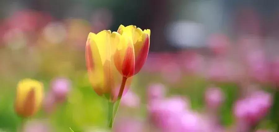 婚恋关系中的家庭氛围,你们的婚姻伴侣忠诚度有多高