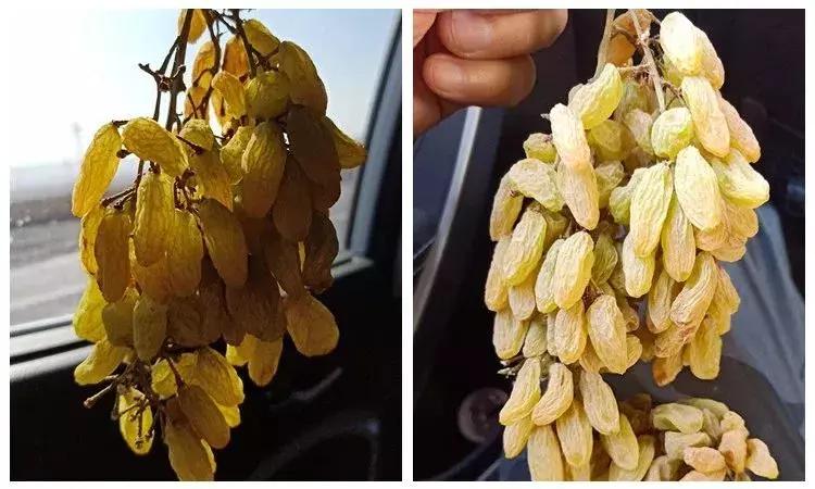 超好吃的新疆三色葡萄干,糯软香甜新疆葡萄干