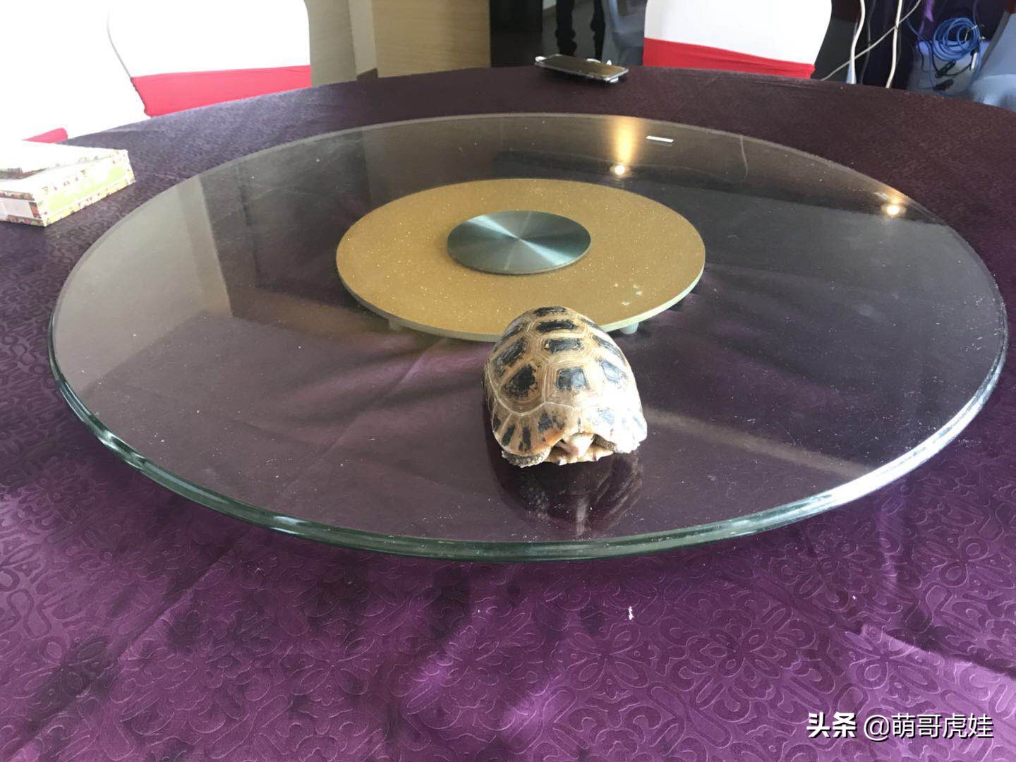 过年不忍心把宠物丢在家，霸气主人带着4只猫狗龟一起出门住酒店