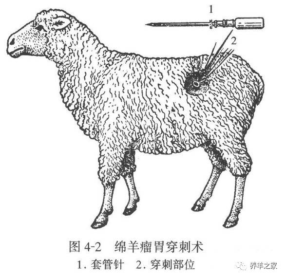 羊胀气最简单的解决办法,预防羊胀气的几个绝招