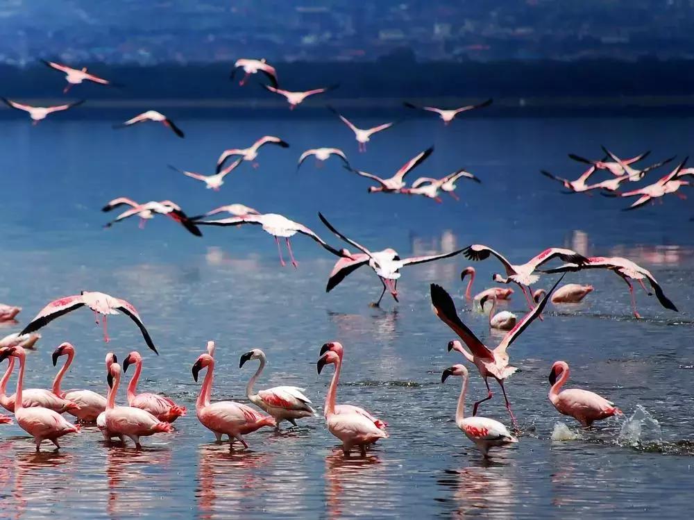 肯尼亚最值得去的地方,肯尼亚最值得去的二十个地方