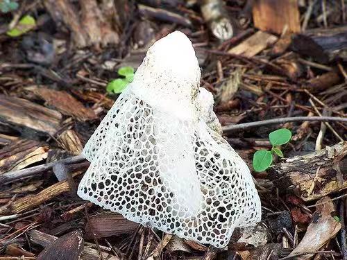 产地在中国的顶级食材,推荐给你这些中国产的名贵食材