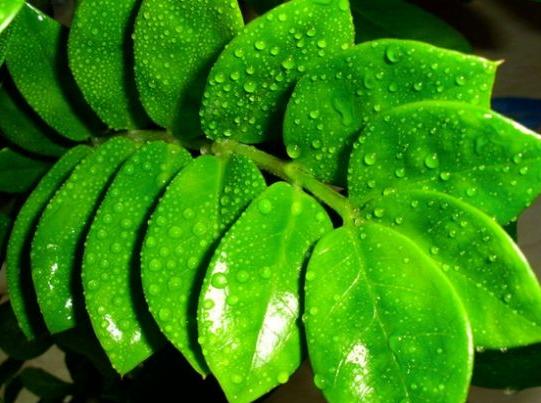 怎么样叶片变得油亮,用什么可以让叶子油亮