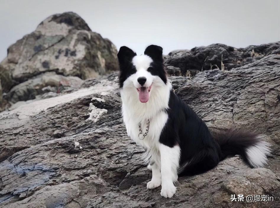 边牧肚子抓红了有疙瘩,边牧肚子长红疹子怎么治疗