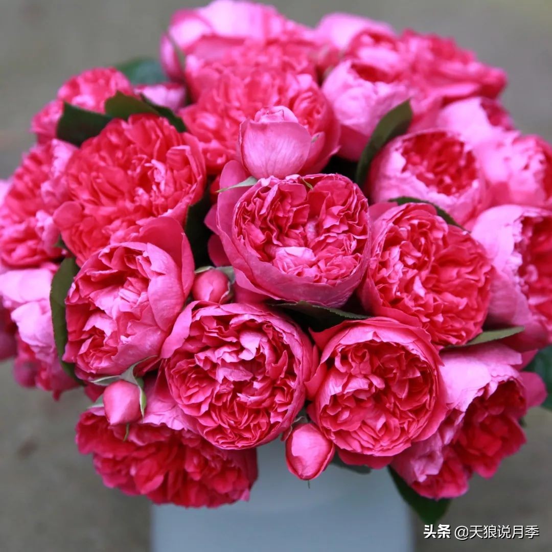 人家最美四月天，天狼自育终于打折了！15个品种供你宠信。