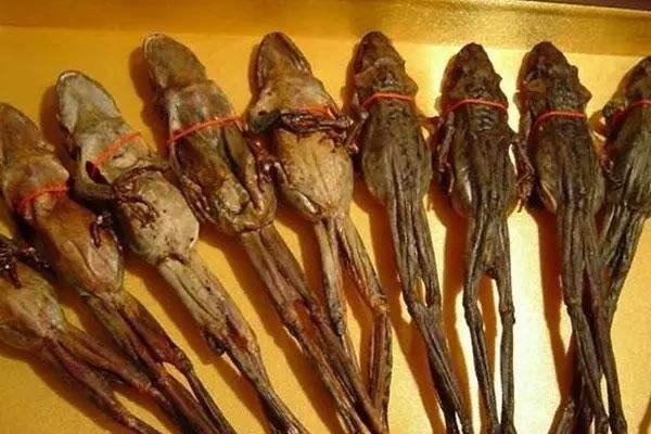 特产谱之动物人参：位列上八珍，称软黄金，在冰雪下冬眠五六个月