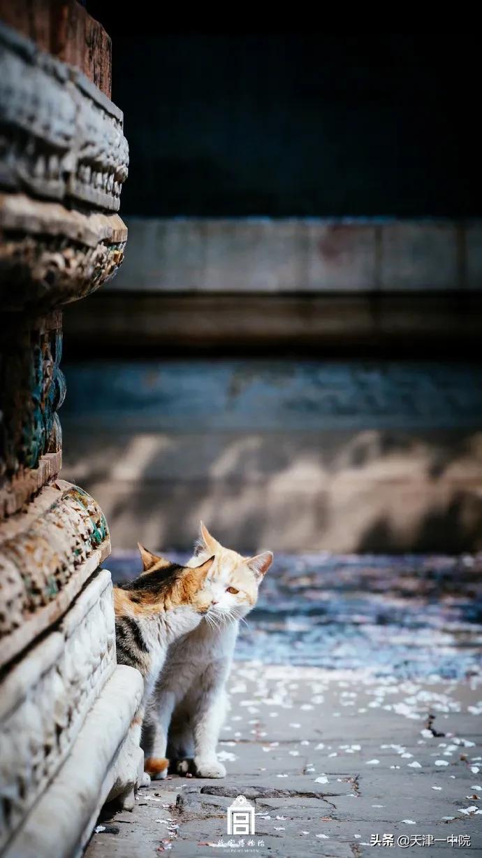 故宫重新开放！这一季错过的春色统统还给你