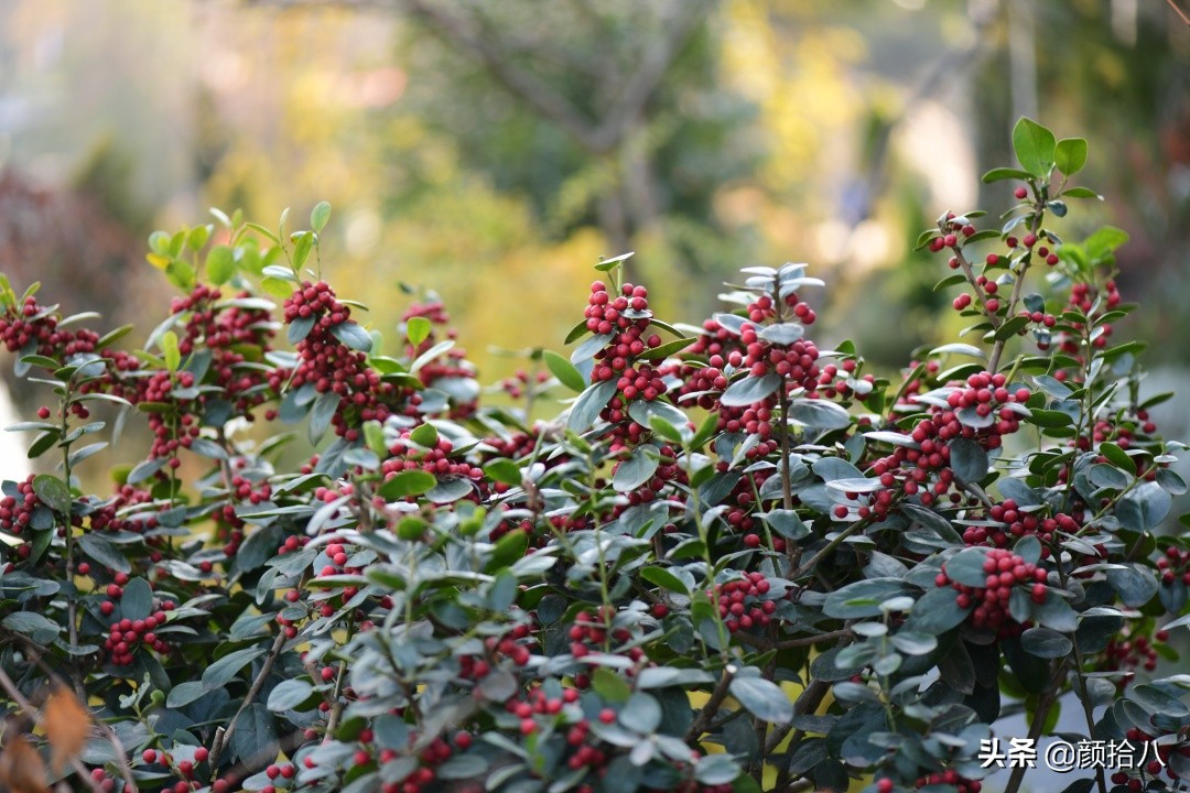 零下9度来袭，花园里的绿色是那么动人|园丁