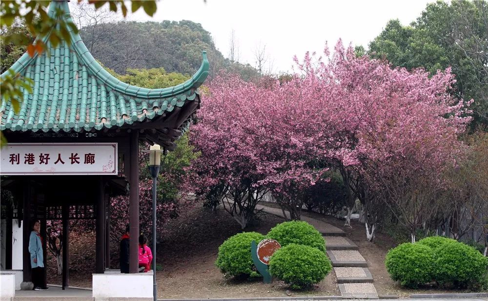 江阴利港中山公园,江阴利港美景