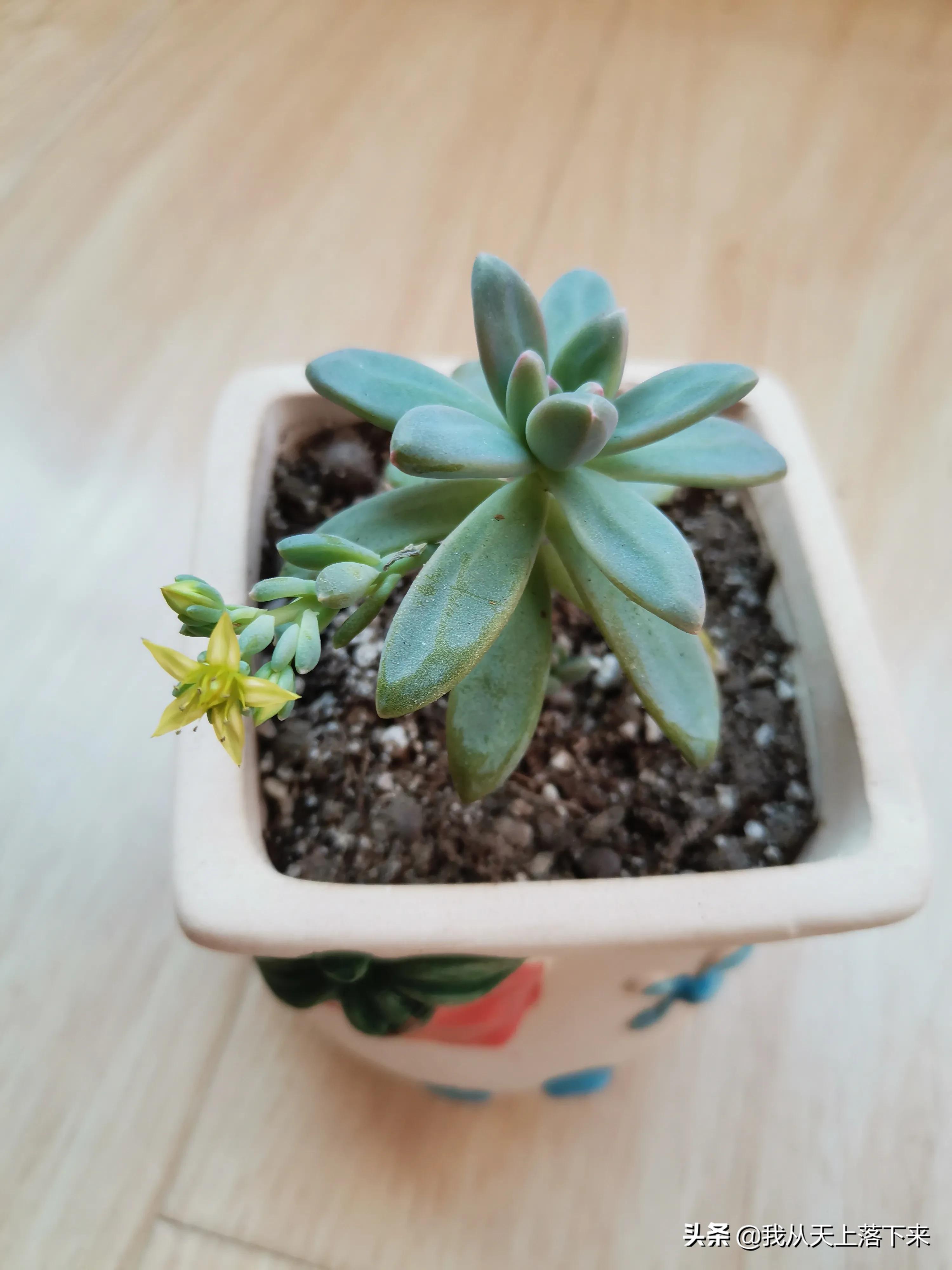 100张花朵美图,100张花图片大全