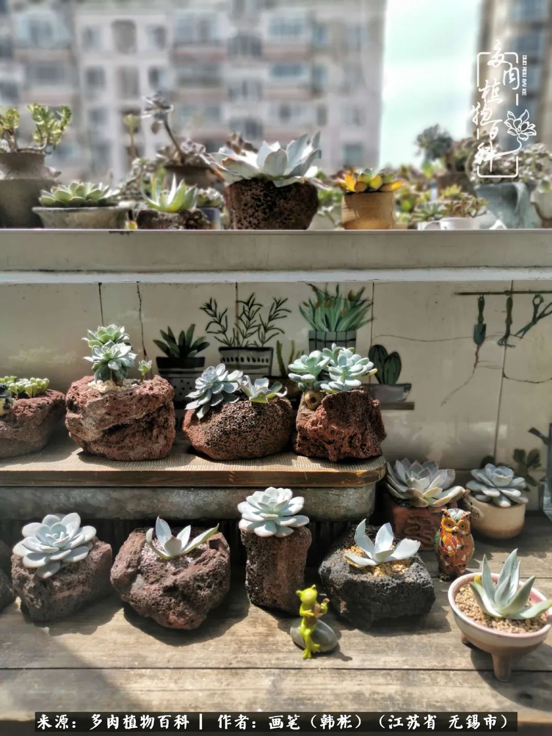 阳台多肉花园简直美翻了,适合男生养的多肉