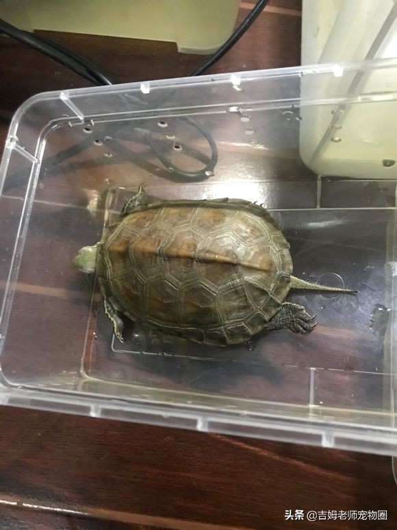 乌龟放水里一直游到岸边怎么办,乌龟溺水后眼睛是睁的还是闭的