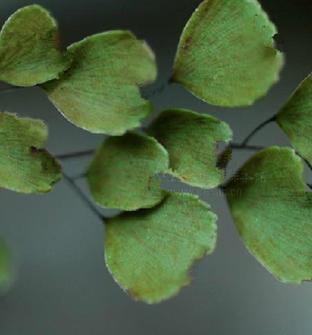 老中医可以给孩子起名吗,用中药名字给孩子取名可以吗