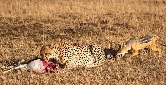 胡狼“大帝”：比平头哥胆子还大的非洲蹭饭王