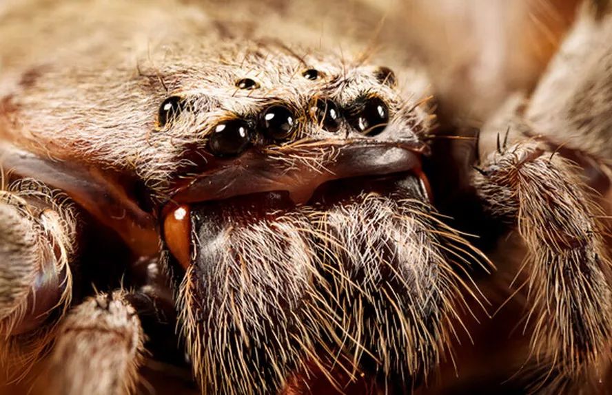 你知道蜜蜂有多少眼睛吗,蜜蜂为什么有那么多眼睛