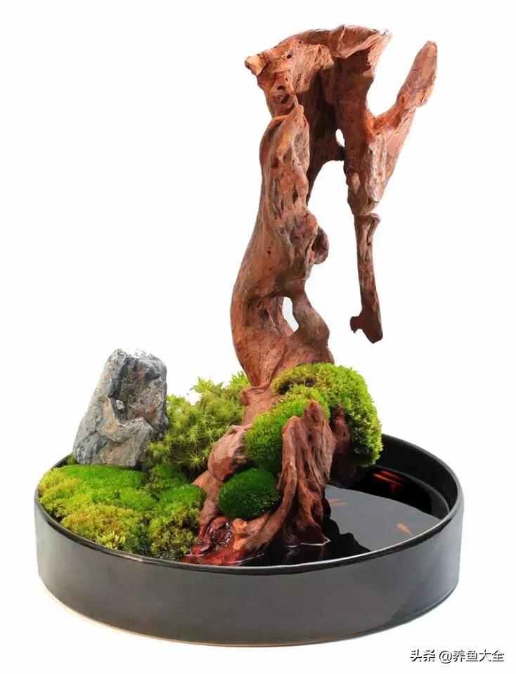 什么金鱼好养又好看,养哪种金鱼又好看又好养