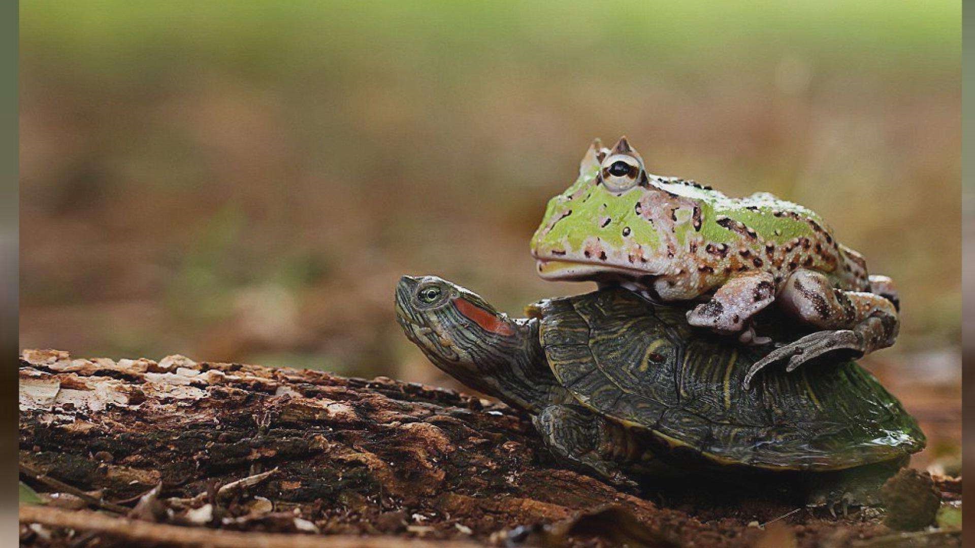 林蛙养殖:中国林蛙水中越冬,陆地越冬,繁殖孵化