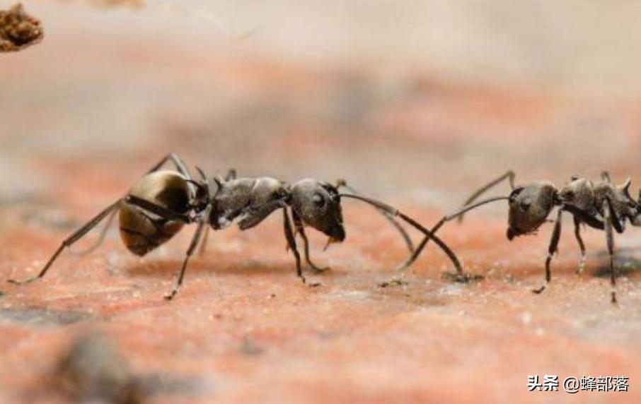 昆虫交配也会害羞？蜜蜂最含蓄，蚂蚁想含蓄却没实力，马蜂最粗暴​
