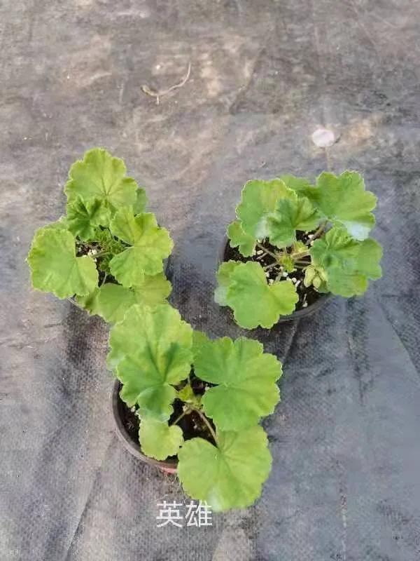 垂吊天竺葵哪些品种容易爆花,天竺葵羊宝和糖果双色哪个更爆花