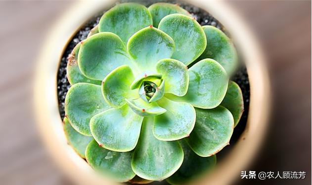 多肉植物玉蝶锦和富士有什么区别,多肉植物玉蝶的养殖方法与管理