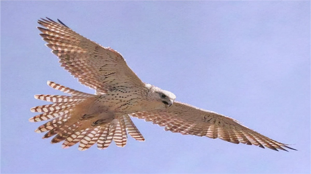 万鹰之神海东青结局,万鹰之神海东青视频