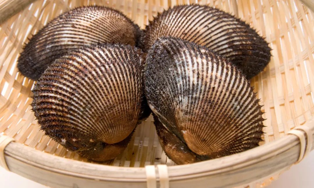 蛤蜊蚶子蛏子区别,蛏子海螺牡蛎蛤蜊