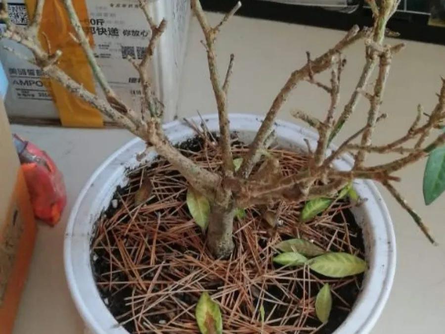 花买回来叶子蔫了怎么办,花掉花苞有什么好方法吗