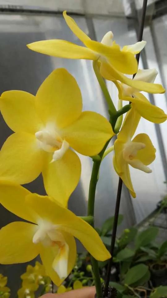 蝴蝶兰散文完整版,写蝴蝶兰的散文