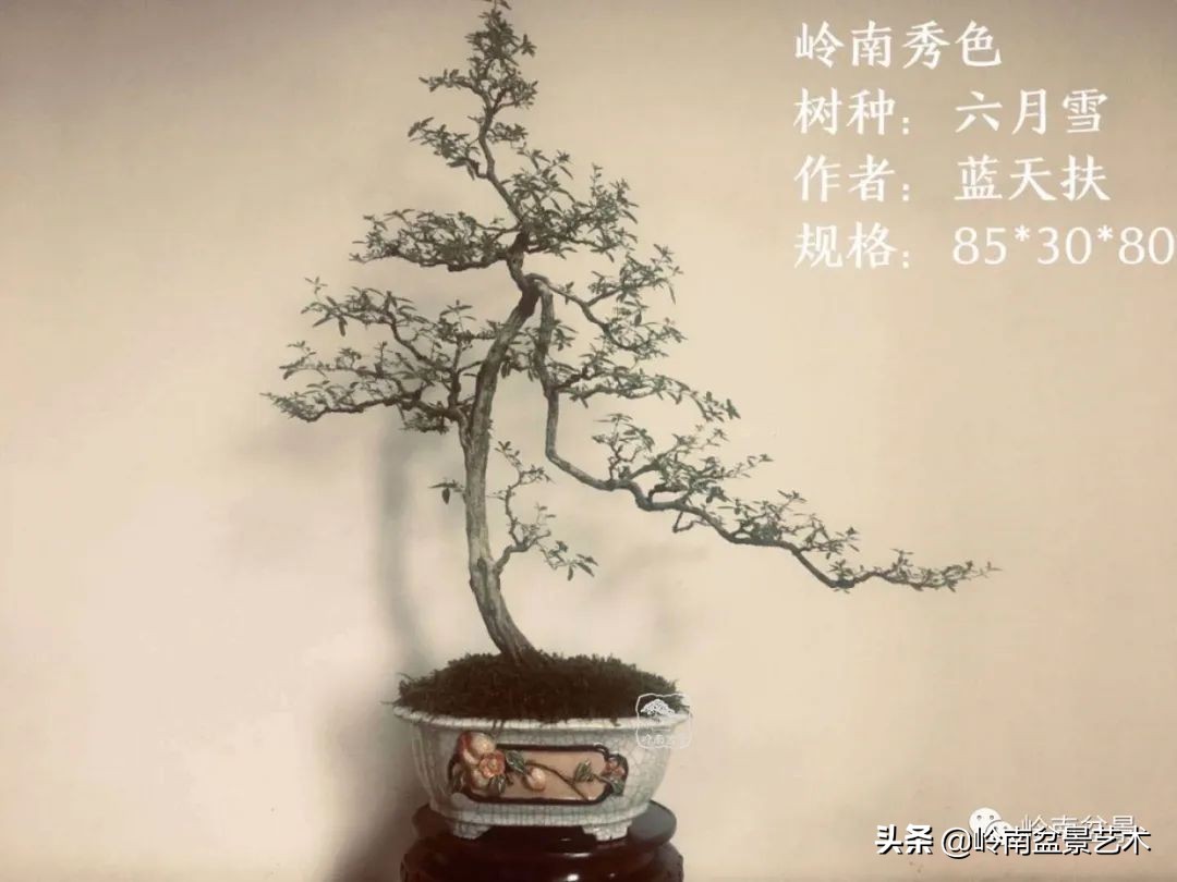 广东的盆景有哪些,适合广东玩的盆景