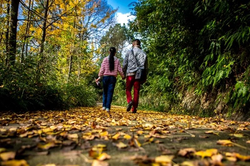 金黄色警报,黄色警报镜头