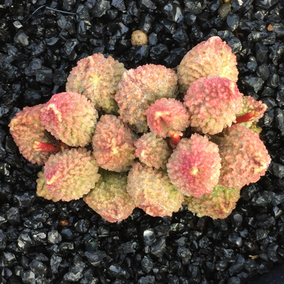 水泡系列多肉,水泡多肉系列品种