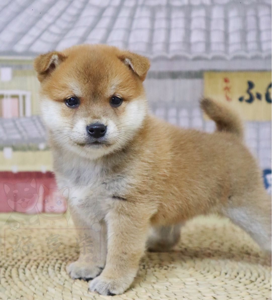 怎么辨别正规犬舍,如何判断犬舍