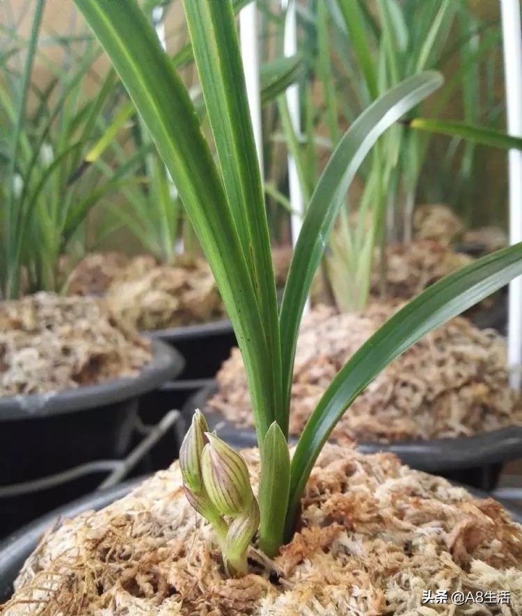 春兰姜氏荷兰名品欣赏,姜氏荷兰花春兰