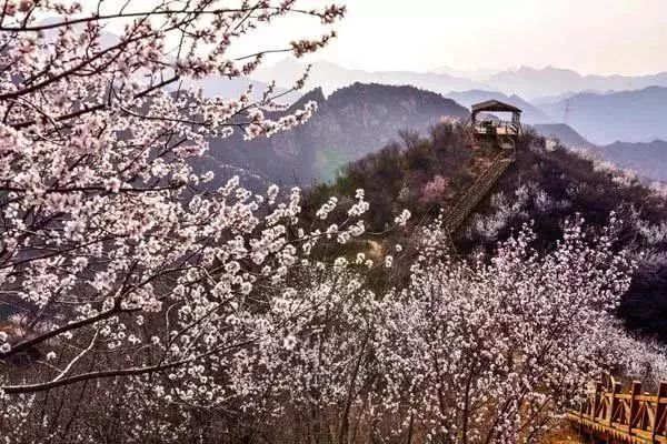 到了京郊这些花开四溢的“仙境”，您简直可以把日子过成诗！