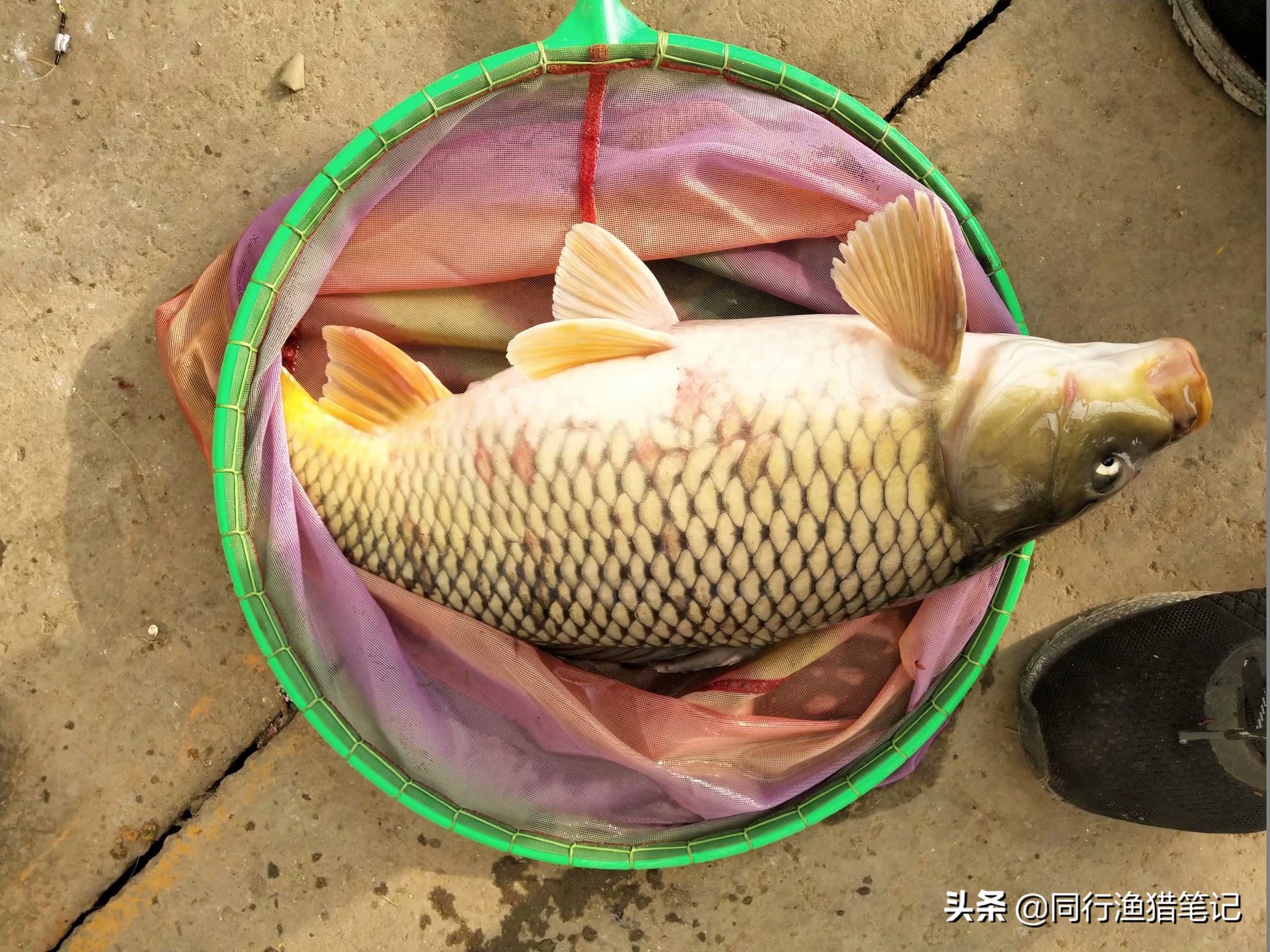 鱼有红血丝怎么治,鱼身上出现红血斑怎么办图片