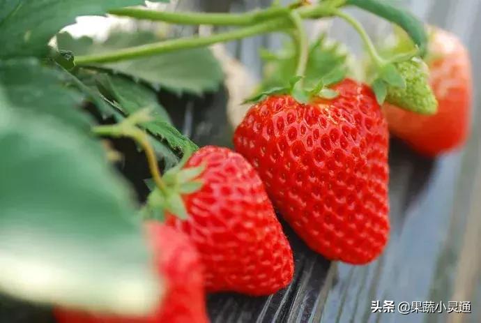 草莓种植后需要多菌灵吗,草莓种植em菌使用方法