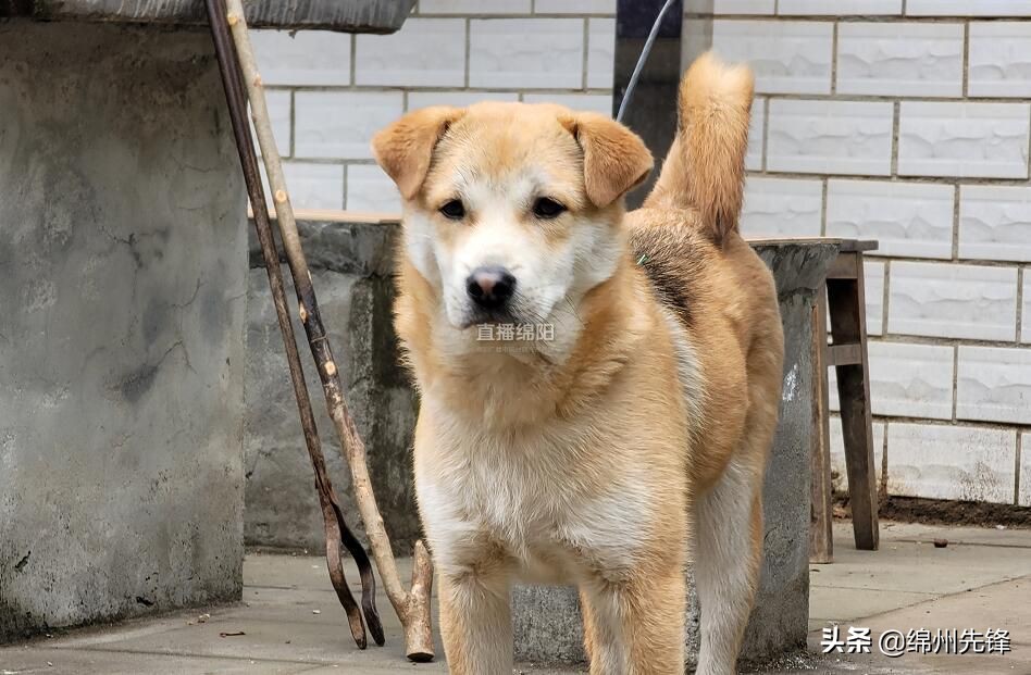 免费的狗疫苗,免费犬疫苗