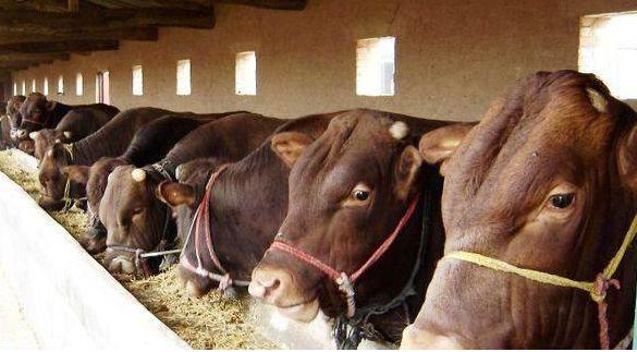 牛预混料十大饲料品牌排名,牛用预混料还要加催肥添加剂吗