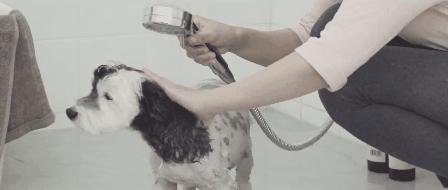 宠物烘干机便捷,宠物烘干机可以烘衣服吗