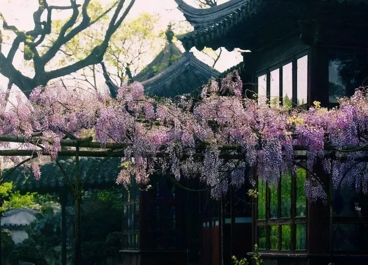 鑻忓窞鍥灄vs鏉窞瑗挎箹,鏉窞瑗挎箹vs鑻忓窞鍥灄